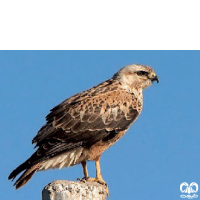 گونه سارگپه پا بلند Long-legged Buzzard